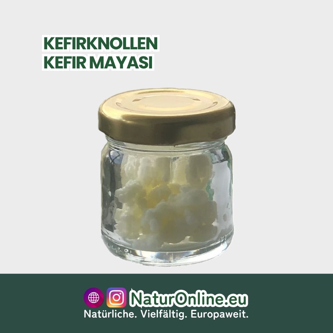 Kefir Mayası
